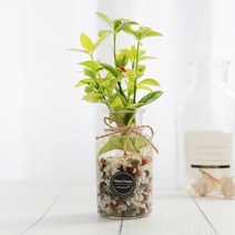 그린테라피 수경재배식물 유리병 실내공기정화식물 수중식물키우기 DIYSET, 금사철+ 직선