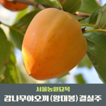 서울농원묘목/감나무묘목 야오끼 왕대봉 결실주 2년생 분묘 묘목시장, 1개