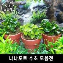 [수초스토어] 아누비아스 나나 포트 음성 수초 / 골든나나 콩나나 활착 유목 구피 새우 어항 쉬운 은신처 부세 풍성한 흑사 무이탄 치어 베타 열대어, 02. 골든나나 (1포트)