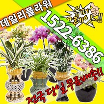 난배달 고급난 동양란 서양란 동양난 서양난 승진축하난, (선택46)황금일향