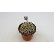 익스펙트리아 철화 다육 CCremneria Expatriata f. cristata Succulent