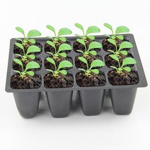 플랜트박스 블루베리 에어포트화분 대형고무화분 슬릿화분 상추키우기 세포 묘목 트레이 종자 스타터 상자 식물 꽃 성장 시작 발아 냄비 구멍 키트 돔 및 기본 정원 드롭, 하얀