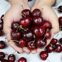 수입체리 고당도 항공직송 체리 왕체리 생체리 800g 1.6kg, 푸띠 항공직송 생체리 800g,