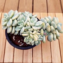 라울금 계절 옷을 입는 다유기 예쁜 가을 다육식물1-160, 단품