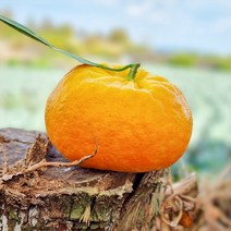 제주 서귀포 고당도감귤 만감류 끝판왕 윈터프린스 2kg 3kg, 1박스, 2kg (8~15과 내외)