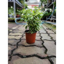 왕 킹키 벤자민 소중품 25~35cm 67