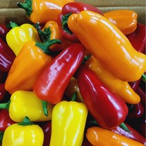 고당도 국내산 미니파프리카 500g 1kg 2kg, 1박스, 미니 파프리카 2kg