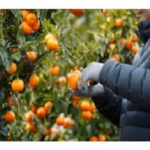 23년 첫수확 제주 설국향 수라향 신비향 제주설국향 탐라향 노지감귤 비가림감귤 꼬마과 귤10kg 귤9kg 귤5kg 못난이귤 비가림귤 조생 노지 타이벡 제주노지귤 귤5키로 귤10키로, 설국향 3KG (가정용/못난이포함/일반포장)