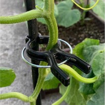 오이집게 50개 사과나무 과수 유인 엘보 집개 줄 작물, 11mm 10개 (8-16mm 두께  )
