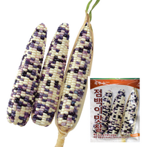 팜한농 점백이맛찰 옥수수씨앗 100립, 1개