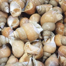 땅과바다 산지직송 동해안 백골뱅이 500g 1kg 소 중 대 특대, 500g 소(25미 내외)