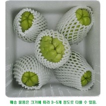 아라리의 고장 정선 자연이 키운 햇 차요테 1Kg