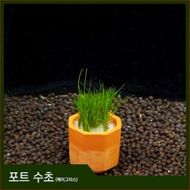 자연과사람 포트수초 헤어그라스 1포트, 1개