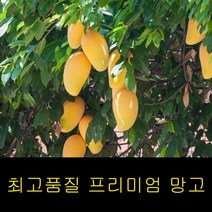 고씨네 특급 생망고 2KG 골드망고 태국망고 망고세일