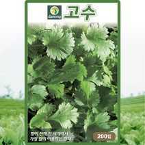 고수 씨앗 고수 씨 토종 약초 허브 종자 200립, 1개