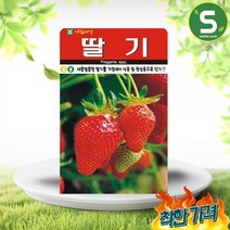딸기 100립 관상용 다년생 전국재배