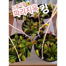 파리지옥-킹-식충식물/파리 나비 거미 등 곤충을 산 채로 먹어요