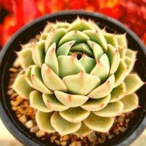 벤바디스 키우기 물이 들면 예뻐지는 다육식물329 랜덤