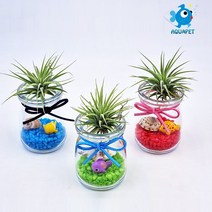 푸딩유리병에 핀 틸란(이오난사) 키우기 A형 테라리움 DIY키트 세트, 코끼리+조화, 빨강