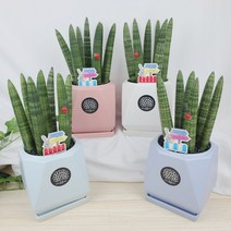 플라워앤곰 스투키(본쉘) [원팔각화분], 17_화이트+핑크+연하늘+천청색