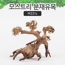 SM 프리미엄 베트남 분재유목 [M331S]