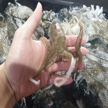 활 인천 주꾸미 1kg, 활 인천 주꾸미 1kg x 1