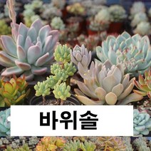 브론브바위솔 왕거미바위솔 섬털바위솔 장미바위솔 블랙탑바위솔 피핀바위솔 아그레로망바위솔 상록수바위솔 센셋바위솔 연화바위솔, 1.능견바위솔.