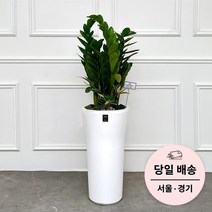 에코플랜트 금전수 개업 화분 집들이 선물 승진 사무실 이전 병원 개원 식당 개업식 축하 화분 배달 [서울 경기 당일배송]<토요일 오후 일요일 주문건 월요일배송