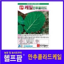 헬프팜 만추콜라드 10g 케일 종자 씨앗 아시아종묘