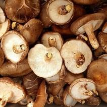 홍천철원 T22년 수확 국내산 알뜰형 생표고버섯 2kg, 단일상품/단일상품