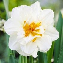 우리화훼종묘 수선화 구근 -플라워 드리프트, 1개