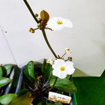 수생식물 물매화/연못 베란다화분식물, 1개