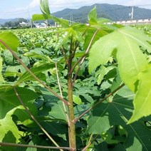 민엄나무/근삽1년뿌리묘(2개묶음)묘목/b0627, 2개