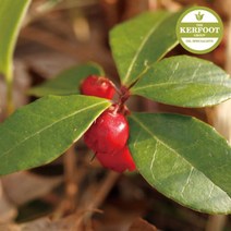 위dhns_윈터그린 에센셜 오일 Wintergreen Oil 다용도 아로마 천연♥dhn, ♥dhn500ml