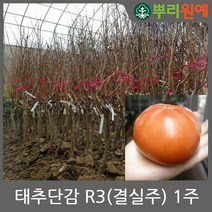 태추단감 R3(결실주) 1주 1주 뿌리원예/묘목