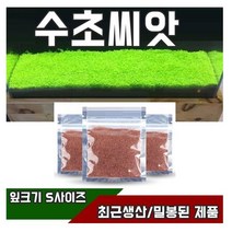 수초 수초씨앗 씨앗수초 수초씨 전경, 2번