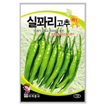 실꽈리고추 씨앗 100립 A0177