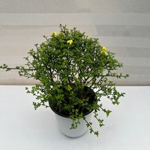 [다은꽃농원]노랑꽃 애기영춘화 봄꽃 키우기쉬운 실내공기정화식물 인테리어, 1개