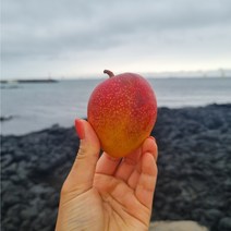 제주도 미니 애플망고 2kg 왕미니 중미니 소미니, 소미니(2kg), 1개