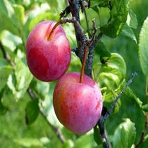 NM자두나무 자두나무묘목 추희자두나무 가을자두 가을왕자두 추희자두나무2년생, 1개