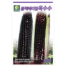 블랙베리찰옥수수씨앗 70립 옥수수씨앗 다농종묘