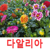 (성실S)다알리아모종(포트) 1개 색상랜덤