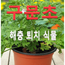(성실농원A)구문초 화분(소)4개 공기정화해충퇴치식물