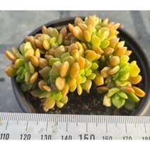 (보나다육) 커스피닷컴철화 다육 ㅡ 예쁜 국민 다육이 키우기