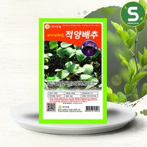 솔림텃밭몰 베이비적양배추씨앗 30g 베이비채소 베이비적양배추, 단품