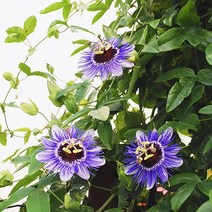 [모야모 꽃씨] 시계초 3종 5립 선택구매 꽃과 열매가 인상적, 바나나시계초, 1개