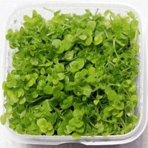 AQUAMARKET 미크란테뭄 스퀘어 무결점 전경 수초, 1개