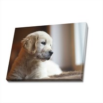 귀여운 강아지 사진 캔버스액자 (고객님 강아지 사진으로도 제작 가능합니다), DOG09