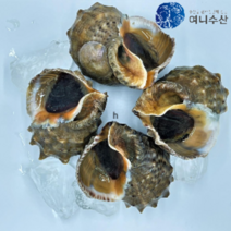 [당일배송] 산지직송 서해안 태안 자연산 참소라, 1kg대(2미~4미), 1개