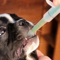 반려동물 애완동물 강아지 애견 고양이 알약 물약 투여기, 상세페이지 참조